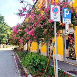 Alberi in via Garibaldi dopo intervento di ripristino